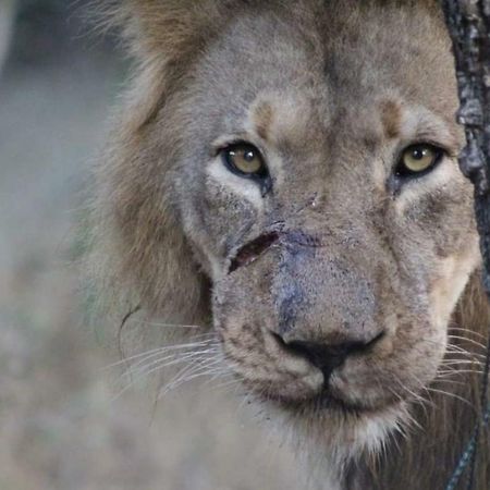 Lionsview Private Lodge - 6 Lions Marloth Park Buitenkant foto